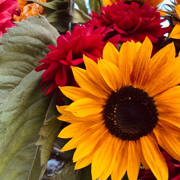 Meet your Posher, Jasmine - Picture 1 of 1